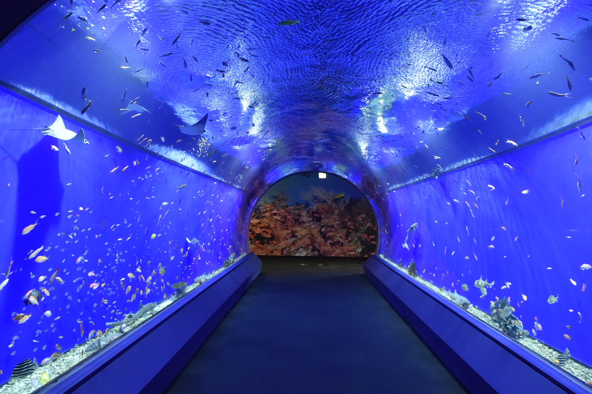 大阪海遊館