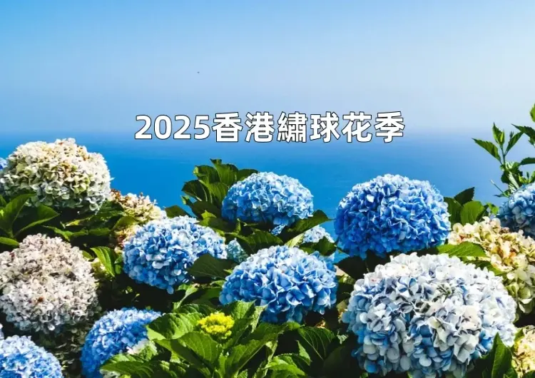 【2025香港繡球花季】2025繡球花賞花景點Top12大盤點，花期實況&攝影秘籍全攻略！
